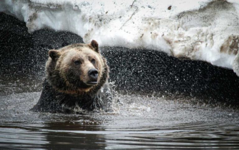 Discover the Magic of Pandas Earths Most Beloved Creatures